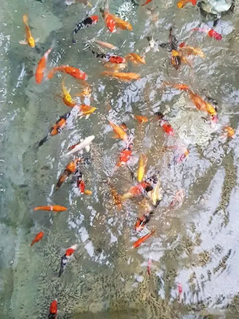 璞草行旅 30