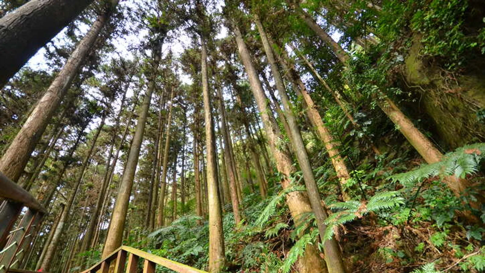 梅山景點：仙人堀步道