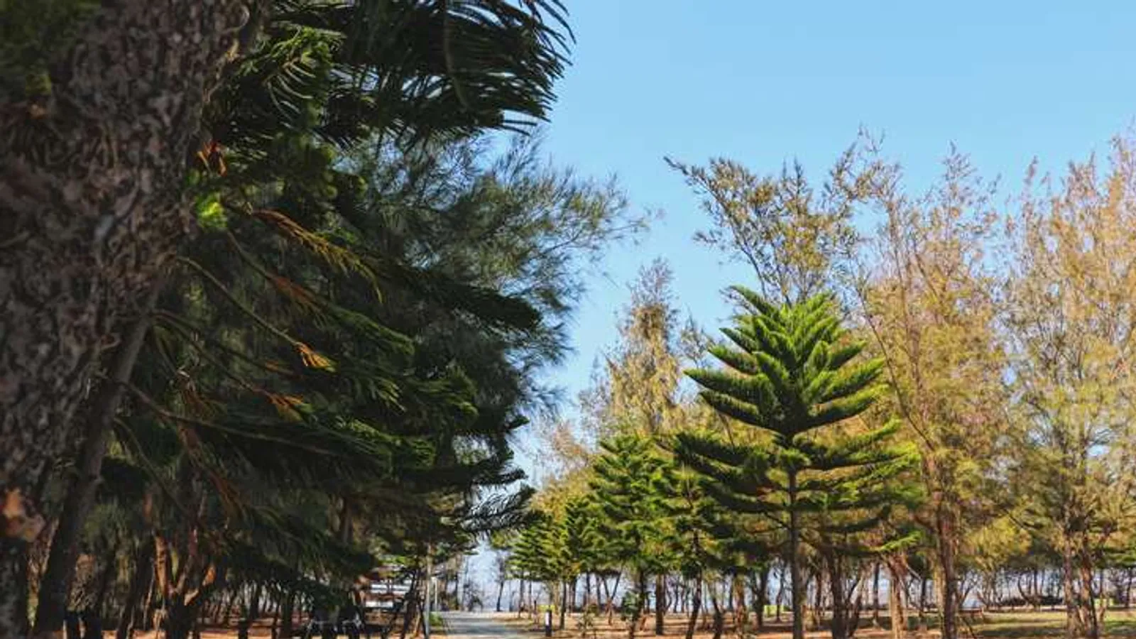 布袋景點：新岑公園