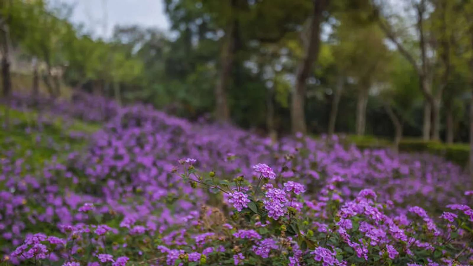 鶯歌景點：鶯歌永吉公園