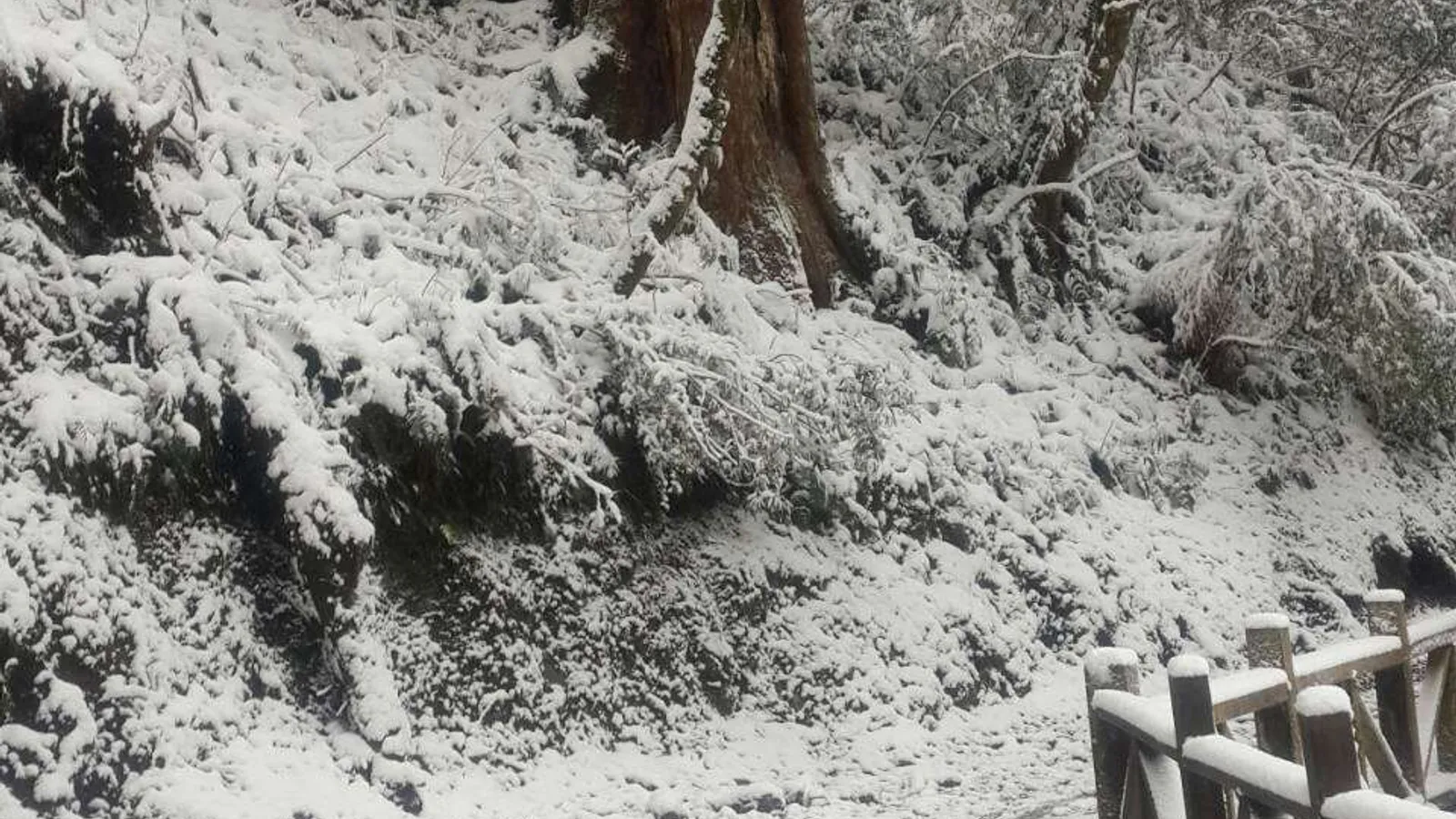 復興景點:拉拉山國家森林遊樂區